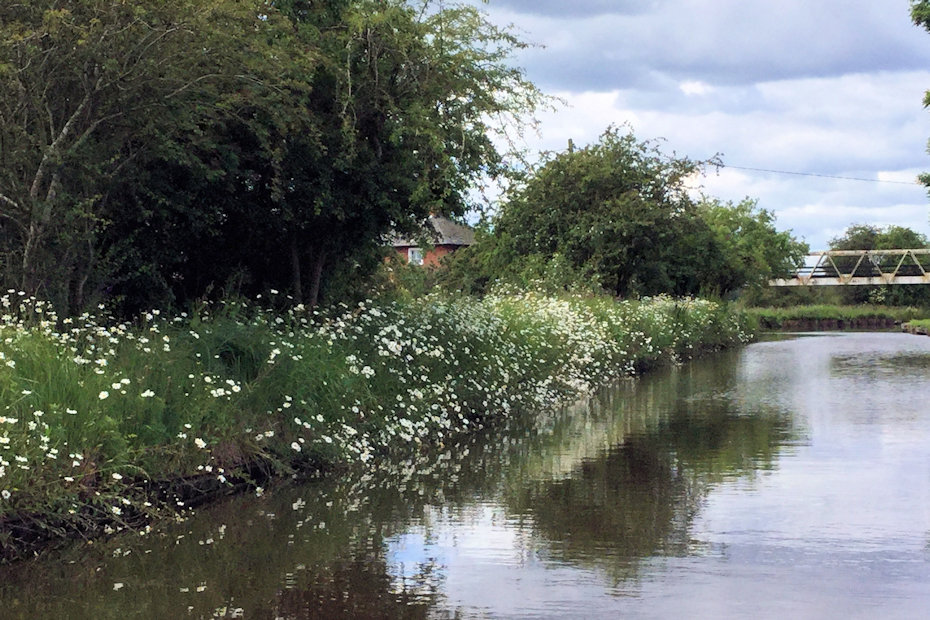 Canal Wildflowers photograph